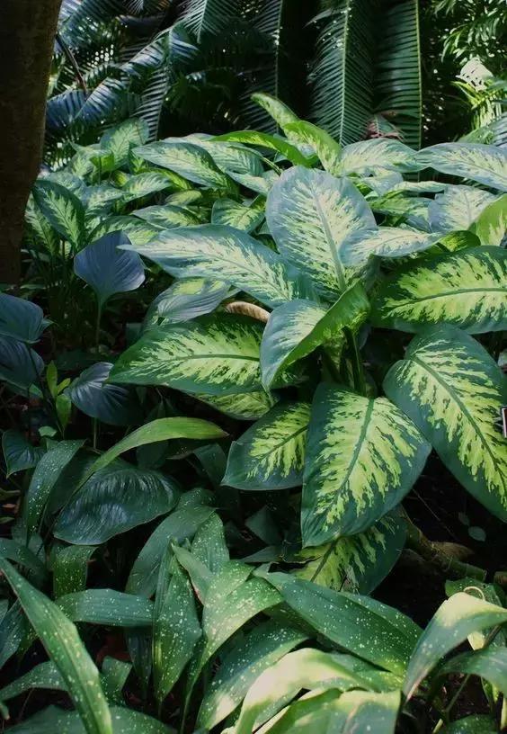 郑州装饰公司推荐您将这5种植物放在家中,如此赛过空气净化器